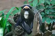 Lightmatter guenon.jpg