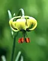 Lilium pyrenaicum