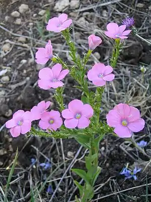 Linum pubescens