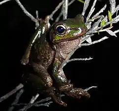 Litoria burrowsae