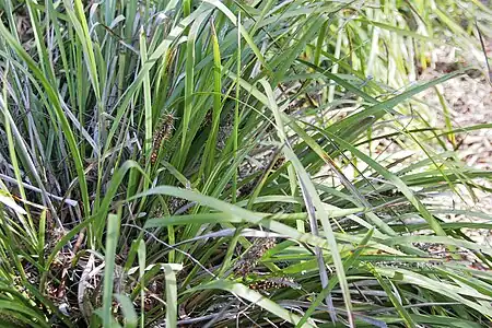 Herbo uzita de aborigenoj por teksi (Myoporum parvifolium)