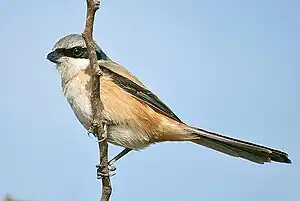 Longvosta lanio, raso erythronotus ĉe Hodal en Faridabado, Distrikto de Harjano, Barato.