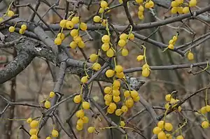 eŭropa loranto (Loranthus europaeus)