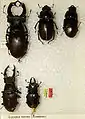 Variaĵoj de Lucanus cervus