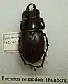 Lucanus tetradon