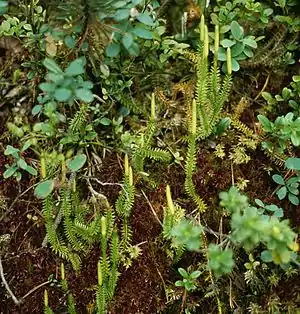 Lycopodium annotinum