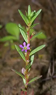 Lythrum hyssopifolia