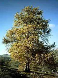 Eŭropa lariko (Larix decidua) aŭtune