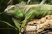 verda igvano Iguana iguana