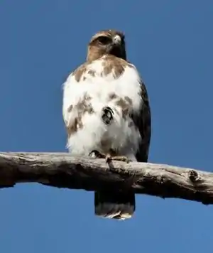 Madagaskara buteo