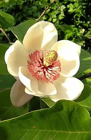 Magnolio