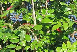 akvifolia berberiso (Berberis aquifolium)