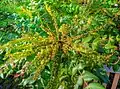 Mahonia japonica