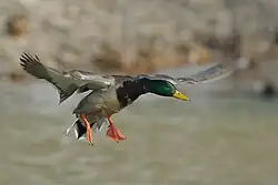 Bird with wings forward. Yellow bill, green head with white collar, brown body with blue wing feathers and orange feet.