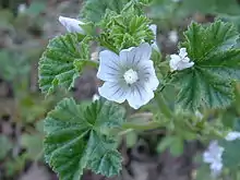 Malva neglecta