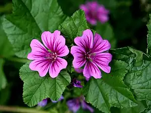 arbara malvo (Malva sylvestris)