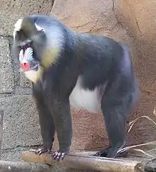 Mandrill at Las Aguilas Jungle Park.JPG