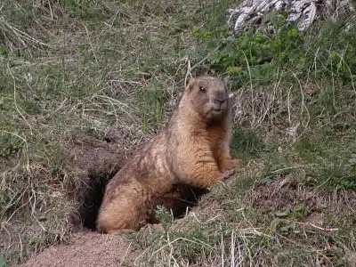 Altaja marmoto (Marmota baibacina) en altaja regiono de Kazaĥio