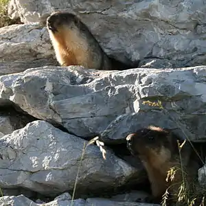 Nigrokapa marmoto (Marmota camtschatica)