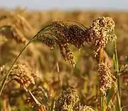 Panicum miliaceum.