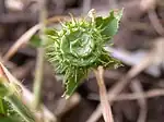 Tribo Trifolieae: Medicago granadensis