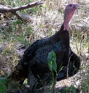 Ordinara meleagro, Meleagris gallopavo