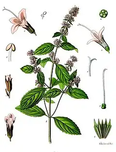 Mentha piperita