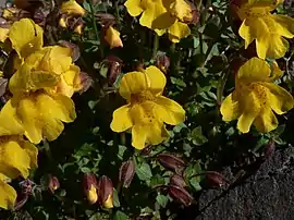 Mimulus tilingii