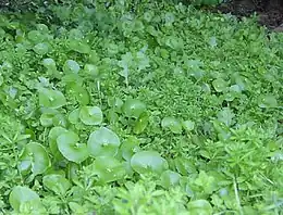 Claytonia perfoliata