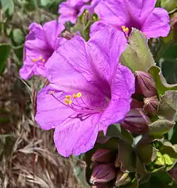 multflora mirabilo (Mirabilis multiflora)