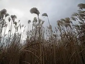 Miscanthus