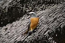 Masklo de Kurtapieda rokturdo, Monticola brevipes