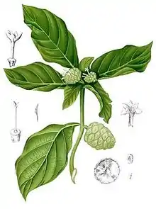 Morinda citrifolia Blanco1.52-cropped.jpg