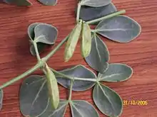 folioj de Zygophyllum fabago