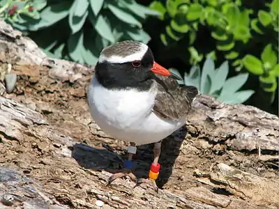 Thinornis novaeseelandiae