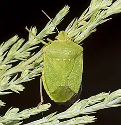 Nezara viridula