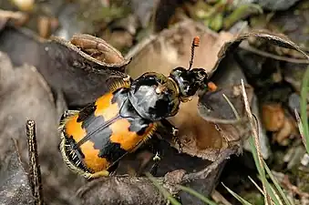 Nicrophorus vespillo el la Silphidae