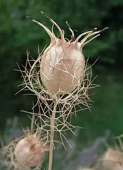 Kapsulo de Nigella damascena