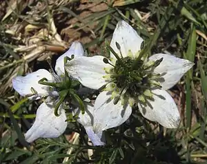 Nigella sativa