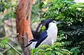 Noktardeo, Nycticorax nycticorax, ĉe Nacia Parko Gindi, Barato