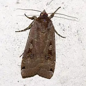 Noctua pronuba