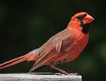 Iĉo de norda kardinalo (Cardinalis cardinalis)