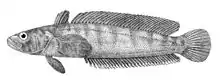 Notothenia rossii.jpg