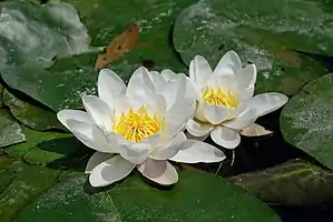 Nymphaea alba