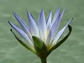 floro de la planto Nymphaea caerulea