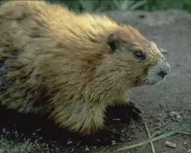 Olimpa marmoto (Marmota olympus)