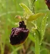 Ophrys sphegodes