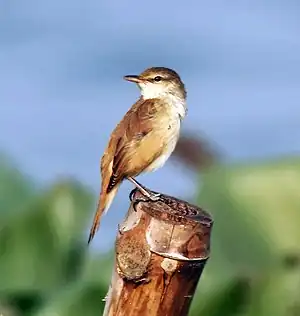 Orienta kanbirdo en Kalkato, Okcidenta Bengalo, Barato.