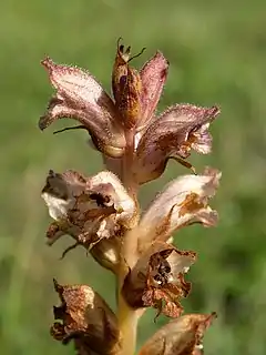 Orobanche caryophyllacea