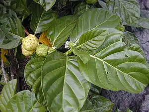 Folioj, floroj kaj frukto de Morinda citrifolia